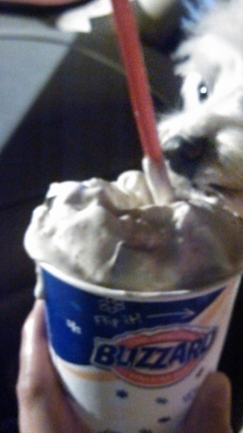 The new seasonal s'mores blizzard is out of this world!