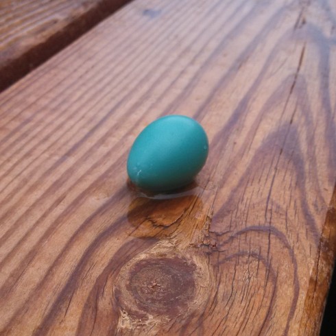 Sadly, a robin lost her egg on our deck this week- I can't get over how blue robin's eggs are! Spring is finally here!